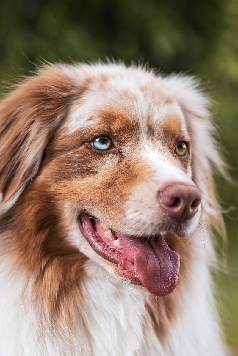 Pet-friendly options