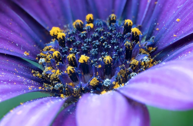 Colorful flowers in a garden